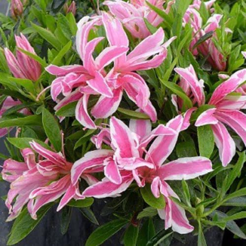 Azalea 'Pink Spider' - Evergreen Shrub with Striped Flowers for Patio Containers – 1x 3 Litre Potted Plant by Thompson & Morgan