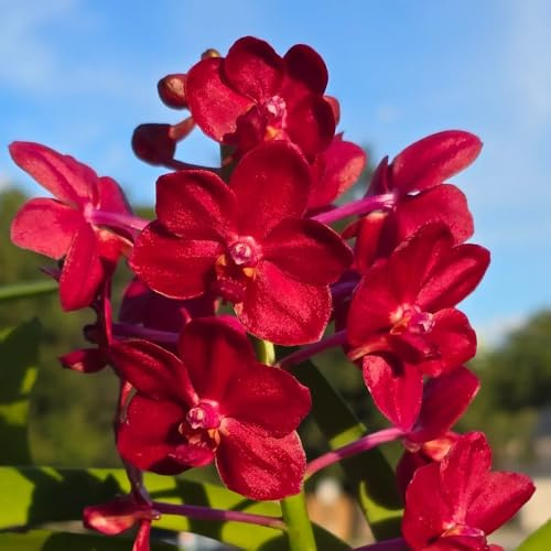 semi pendenti dell'orchidea Vanda, resistenti giardino da esterno balcone 250pcs