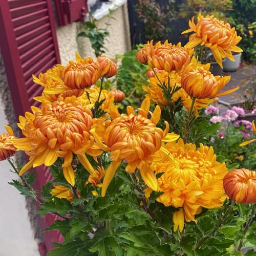 semillas de crisantemo resistentes raras, decoración de sala estar, crisantemo en jardín rocas cubierta perenne resistente 1250pcs