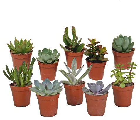 House Of Cactus Suculentas | Mezcla de suculentas | 10 Piezas | Varias variedades | Ø 5,5 cm | 8-13 cm | Plantas de Interior de fácil Cuidado