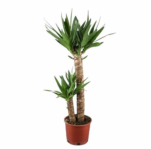 Planta de Yucca de 2 Troncos - Aspecto Verde y Fresco para dar Vida a tu Hogar