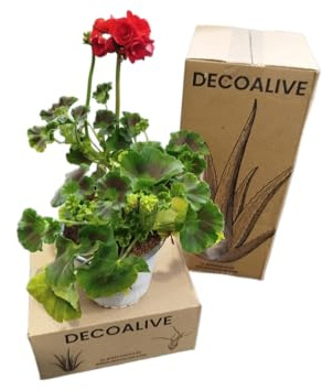 DECOALIVE Geranio Rojo Natural – Planta Viva con Flores Rojas – Ideal para Jardín, Terraza o Balcón