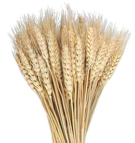 MHMJON 100 Pcs Dried Wheat Sheaves Bundle Golden Natural Wheat Bouquet Bunch Dried Flowers Arrangement for Farmhouse DIY Design Home Table Wedding Party Centerpieces Decor (16)