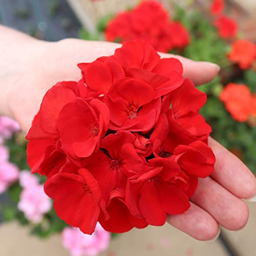 Geranium Plants Outdoor Garden Ready Pelargonium 'Power Red' Zonal Geranium Half-Hardy Perennial Giant Red Blooms Easy to Grow Your Own Garden Flowers 10x Jumbo Plug Plants by Thompson and Morgan