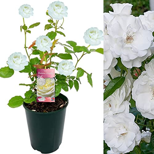 Diamond Wedding Rose Bush - 60th Wedding Anniversary Plant - Give a Living Gift (1 Plant)