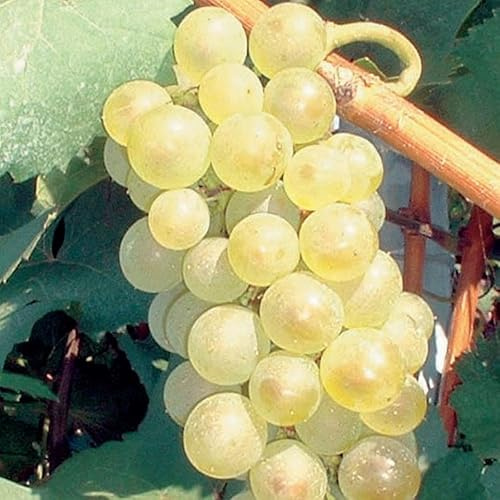 Aurora-Rebe 2L Pflanze für Anfänger und professionelle Gärtner - Ideal für Kleingarten, Garten - Schöne Pflanze mit ungewöhnlichen Blüten - Genießen Sie jeden Tag ihre Farben