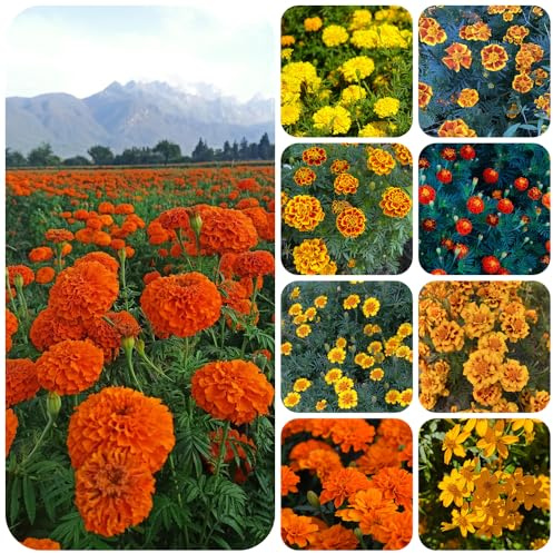 ringelblumensamen bio, exotische winterhart Studentenblume,tagetes balkonpflanzen zimmerbonsai gartendeko für draußen frühlingsblumen 200pcs