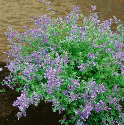 Nepeta x faassenii 'Kit Cat' 9x9 cm Topf – Winterhart, Mehrjährig, Pflegeleicht – Katzenminze – Beetstaude für Garten & Kübel