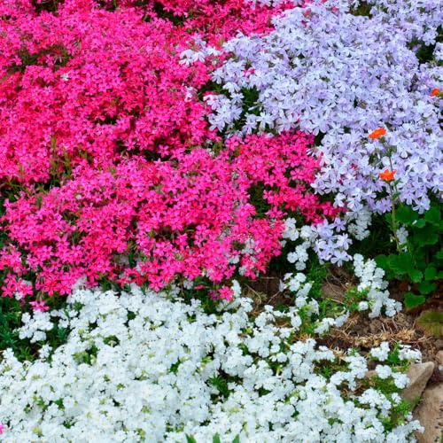2 Mix Creeping Phlox Plants Live Perennials, Creeping Phlox Live Plants, 4-6 Inch Tall, Ornamental Phlox Flowers Seedlings