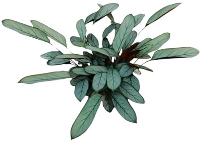 Ctenanthe Oppenheimiana - 60-70cm - Ø17cm - Pianta d'appartamento - Sempreverde