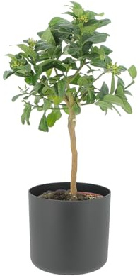 KENTIS - Mano de Buda Cítrica - Árboles Frutales de Exterior - Plantas Cítricas Naturales para Balcón y Terraza - H 70-80 cm Maceta Ø 20 cm