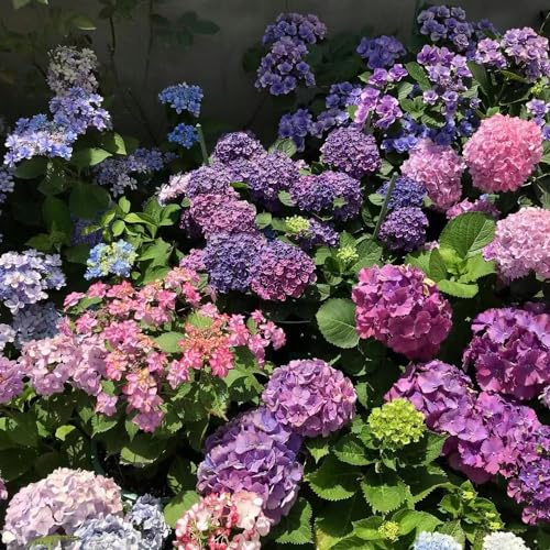 semillas de hortensias resistentes - exóticas decoración balcon 350pcs