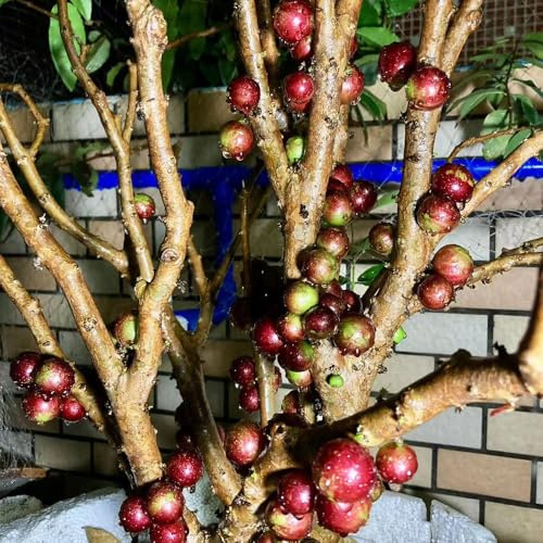 Semi di Jabuticaba - esotico semi di da frutto da frutto colonnare frutteto serre balcone balcone vecchie varietà colonnari nani, resistenti 50pcs