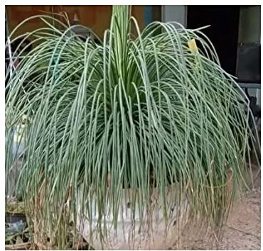 Stk - 10x Agave ornithobroma Agaven Garten Pflanzen - Samen ID711 - Seeds & Plants Shop by Ipsa