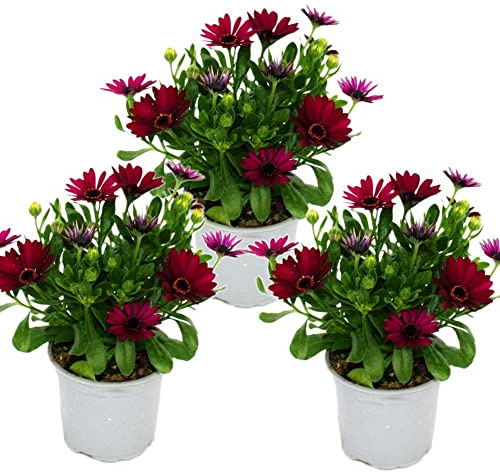 Margarita de Exterior Color Púrpura - Pack 3 Plantas - Margaritas Dimorphoteca Naturales con Flores Moradas