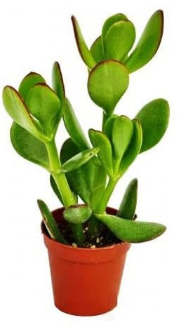 Jade o Planta de la Suerte Planta de Interior o Exterior