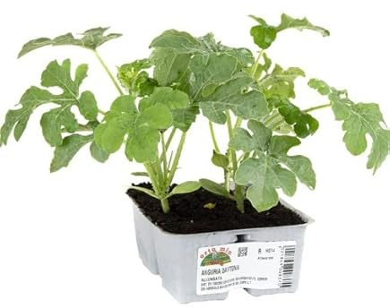 Planta de Sandía Rayada Natural Ideal para Transformar tu Jardín en un Huerto de Sandías