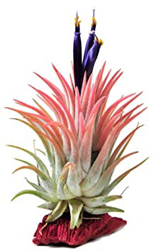 DECOALIVE Clavel del Aire Rojo Planta Natural Tillandsia para Casa
