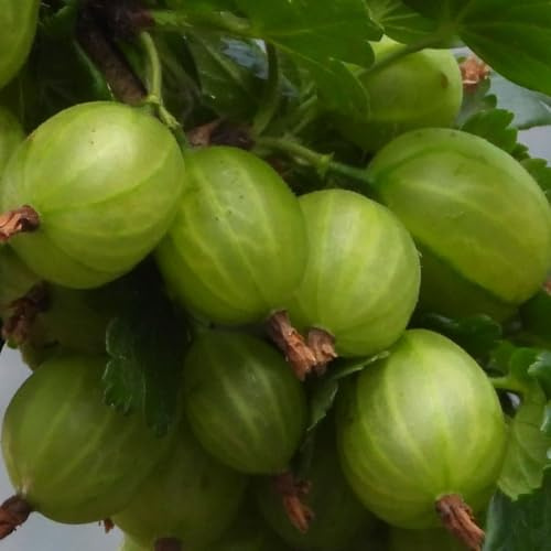 Groseilliers Blancs Invicta 2L - Plante de Jardin, Arbres fruitiers - la Décoration Parfaite pour Votre Propriété - Pour les Débutants et les Jardiniers Professionnels