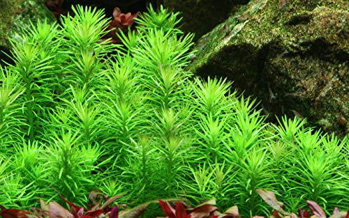 WASSERPFLANZEN WOLFF - Indische Sternpflanze – Pogostemon deccanensis (erectus) | Feingliedrig, hellgrün | Aquascaping Hintergrund | nadelartige Blätter, sternförmige und hellgrüne Tannenbaum-Optik