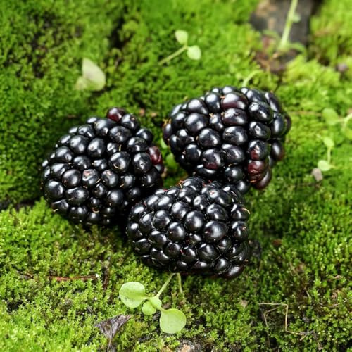 moras - de jardín de rocas con zarzamora espaldera Compra orgánicos bancal elevado Semillas resistentes balcón 300semillas