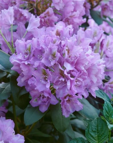 Rhododendron Hybr. 'Fastuos. Flore Pleno' 50-60 cm - Rhododendron, gefüllte Blüten, Blütezeit Mai-Juni, ideal für Halbschatten, immergrün, winterhart