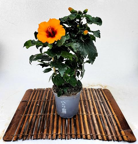 POWERS TO FLOWERS - HYBISCUS, IBISCO ARANCIO CON OCCHIO SCURO, VASO 13CM, pianta vera