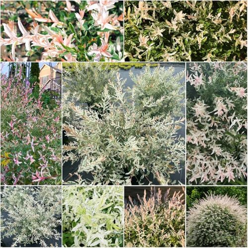 harlekinweide stämmchen zimmerpflanzen steingartenpflanzen winterhart, garten hecken sträucher winterhart gartenpflanzen ziergräser 60samen