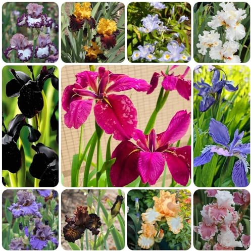 Semi di iris, Iris tectorum, balcone Gli iris sono perenni resistenti, giardino roccioso sono di rare 300pcs