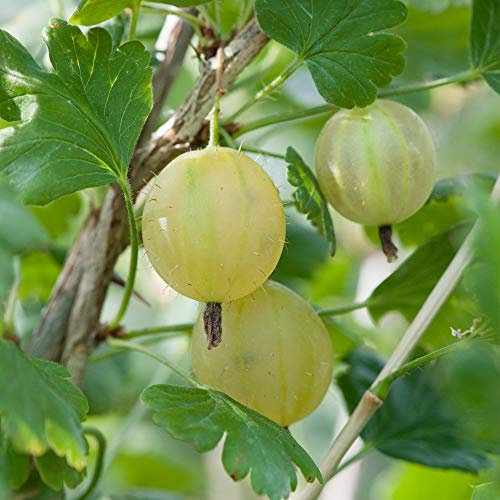 Gooseberry Hardy Garden Plants, Fruit Bush Ideal for Kitchen Gardens & Allotments, High Yielding with Tasty Edible Fruit (1 x Gooseberry Invicta Bare Root Plants)