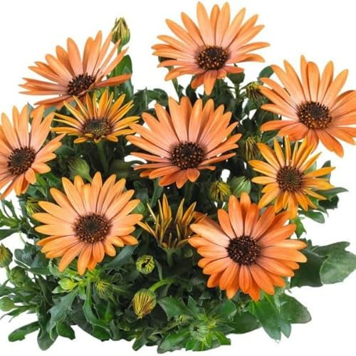 Dimorphoteca Flores Naranja Margarita Planta de Exterior e Interior