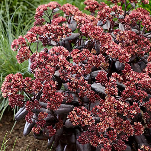 Sedum Touchdown Teak - Stonecrop | Deciduous Flowering Outdoor Garden Perennial (30-40cm Incl. Pot)