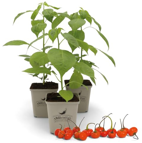 FLORTUS Chili Pflanzen im Topf Aji Charapita Red | 3 Pflanzen zur Anzucht | Pflanze für scharfe Chili Schoten | Samen Alternative