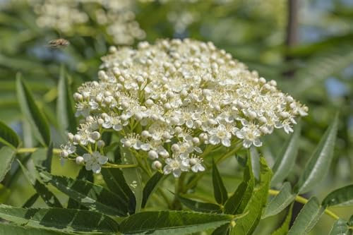Sorbus 'Burka' 60–100 cm – Winterhart, Mehrjährig, Pflegeleicht – Eberesche – Heckenpflanze für Garten & Sichtschutz