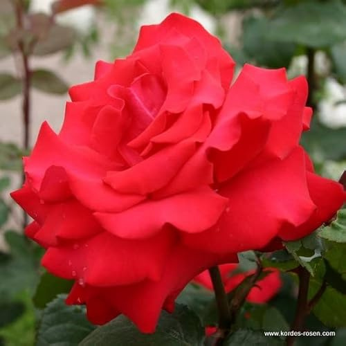 2x Rose 'Grande Amore' - Kordes Eleganza® Rose - Plant-o-fix Topf - Rote Edelrose für Garten