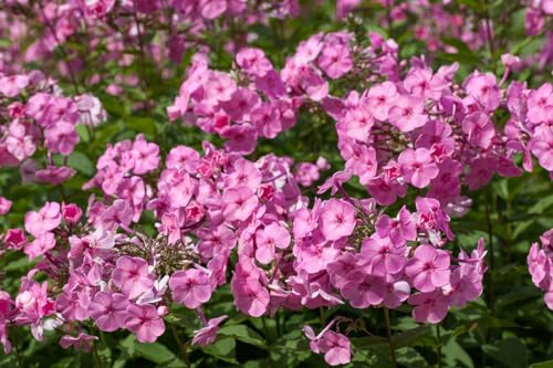 Phlox amplifolia 'Minnehaha' 9x9 cm Topf – Winterhart, Mehrjährig, Pflegeleicht – Hoher Phlox – Staude für Beet & Rabatte