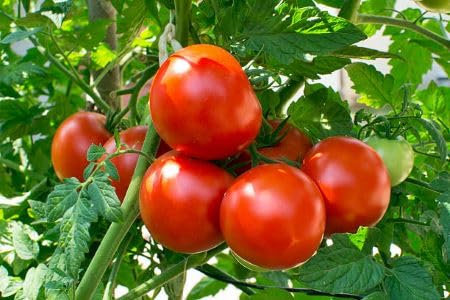 New Fresh 100pcs Red Tomato Vegetable Seeds