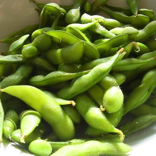 Easy Grow Seeds Edamame Green Oriental Japanese Beans Vegetable Plant Seeds - 15 Organic Seeds