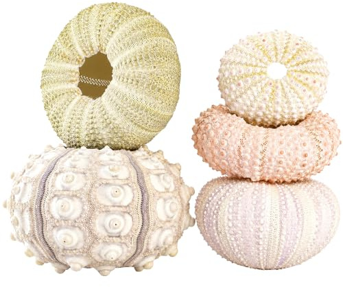 Mini Exhibición de Plantas de Aire Colgantes de Concha de Erizo de Mar, 6 Soportes para Suculentas Tillandsiat, Contenedor Decorativo para el Hogar, Oficina, Pared, Jardín,