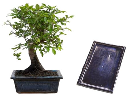 Verdecora Bonsái Zelkova 5 años | En maceta de cerámica 15x10x5cm + plato | Zelkova Parvifolia | Planta Natural de Interior | Follaje Elegante y Ramificación Compacta | Ideal para Decoración Zen