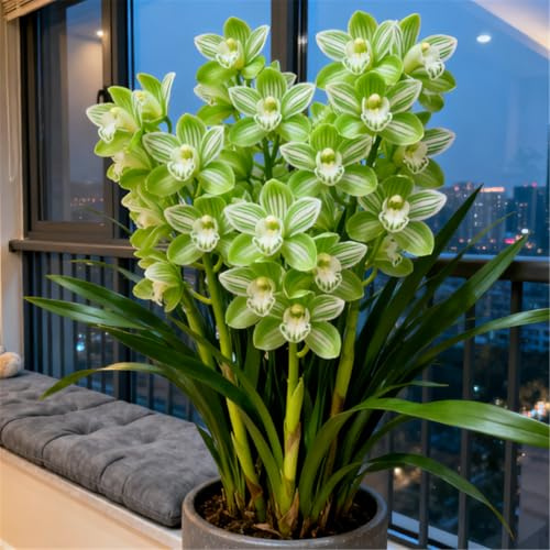 Orchidea Cymbidium perenne resistente al freddo - Rizoma di orchidea Cymbidium - Decorazione per scrivania e davanzale-10 PCS-J