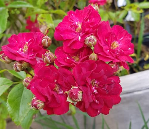 Rosa FAIRY DANCE 'Harward' / Rosier Couvre-sol FAIRY DANCE 'Harward' / Conteneur de 3 à 4 litres