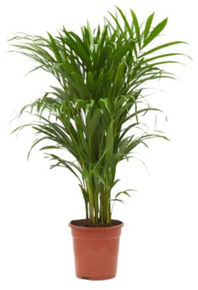 Verdecora Areca | Palmera amarilla | Palma de frutos de oro | Palmera bambú | Reina de las palmas | Planta Tropical natural de interior y exterior en maceta de 4 litros