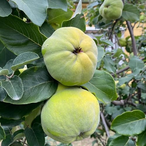 semi di cotogno, per il giardino fresca esotiche da balcone giardino, vecchie varietà acquistare nani 100pcs