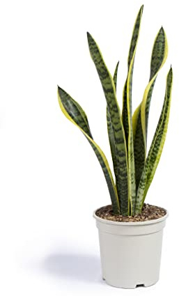 Cool Green - Plantas naturales - Sanseviera - Decoración Hogar (Sanseviera)