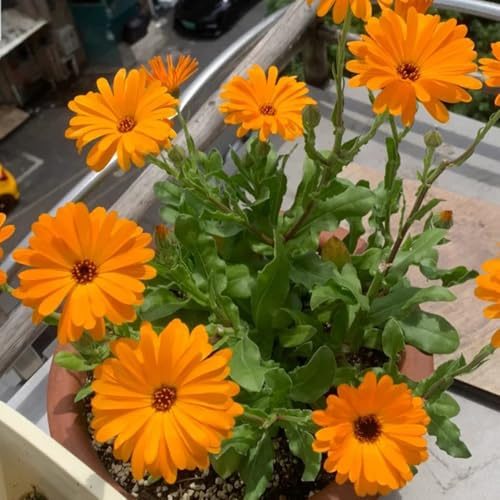 Semillas de caléndula officinalis - resistentes al invierno para balcones Semillas de caléndula - resistentes para jardineros 50pcs