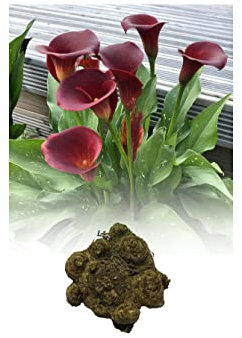 GARTHWAITE NURSERIES® : - 5 Zantedeschia Majestic Red Calla (Arum) Lily Bulb/Rhizome Size 22/- Summer Flowering Perennial