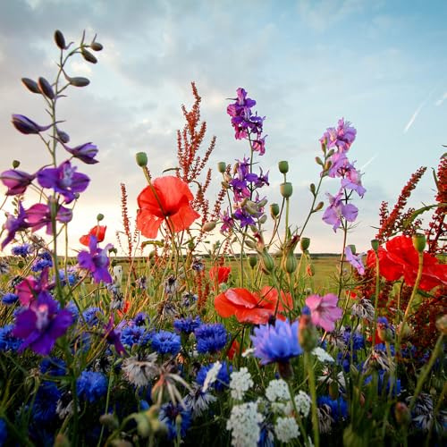 Wildflower Mixture Seeds – Quick & Easy to Sow – Attracts Pollinators – Creates a Wonderful Fragrant Garden