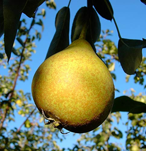 Gute Graue, sehr alte Liebhaberbirne, Birnenbaum (kleinbleibend) 120-140cm im Topf