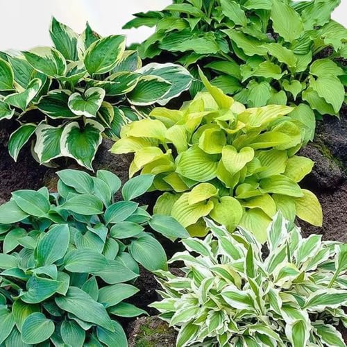 semi di hosta, da balcone Hosta plantaginea, semi di selvatici funky resistente per giardino regali sostenibili da giardino 350pcs